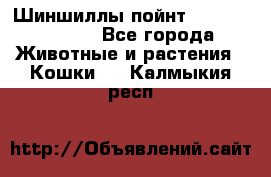 Шиншиллы пойнт ns1133,ny1133. - Все города Животные и растения » Кошки   . Калмыкия респ.